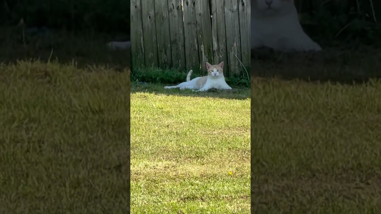 Cat criminal#Cats #Criminal #Cat ￼