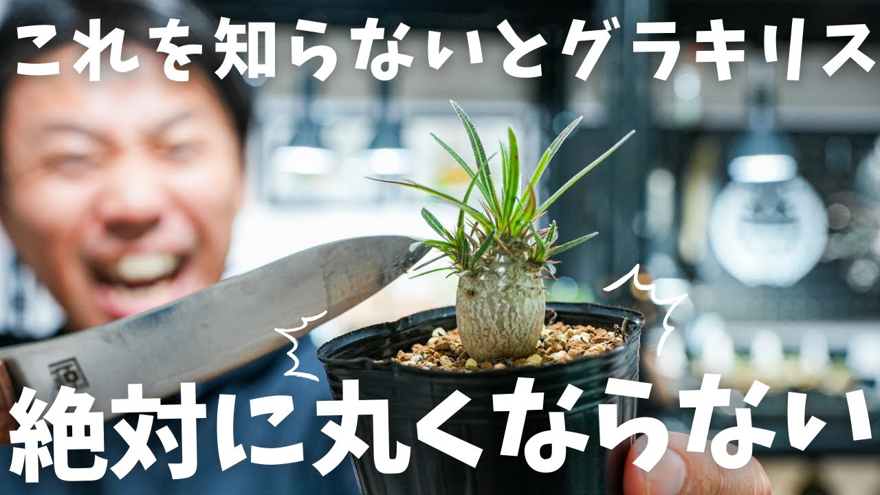 グラキリス実生買うと決めたら見ないと後悔？！丸くなる株の見分け方。
