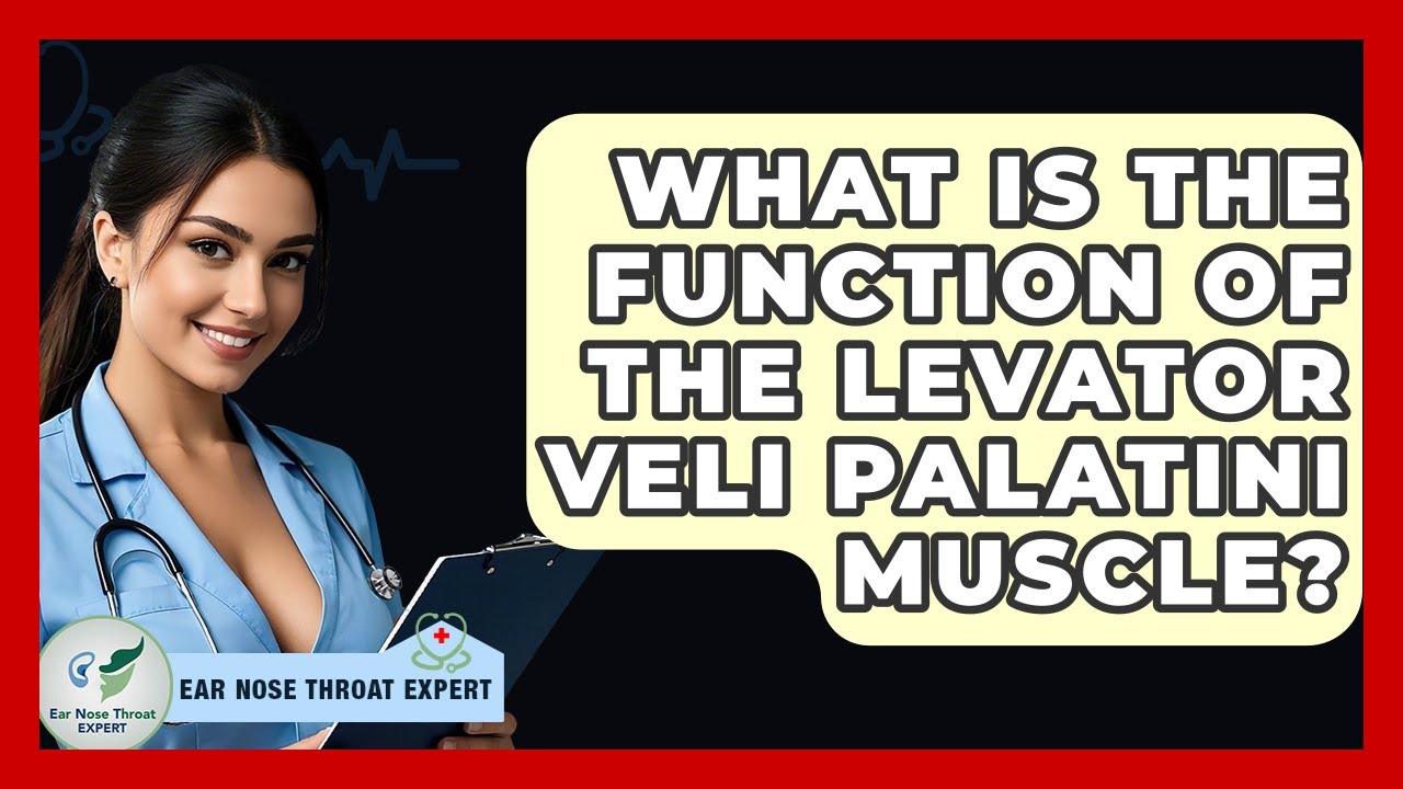 What Is The Function Of The Levator Veli Palatini Muscle? - Ear Nose Throat Expert