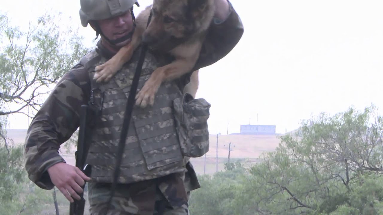 U.S. Military Working Dog 2012 Competition