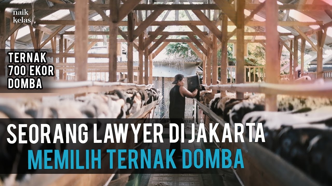 Sukses Ternak 700 Ekor Domba, Omzet 1 MILYAR / BULAN