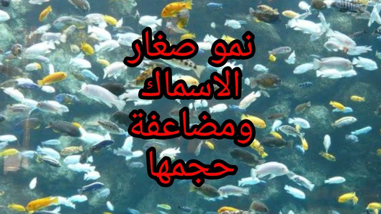 تغذية صغار اسماك السكليد الافريقى بطريقة سهلة الجزء الاول #1