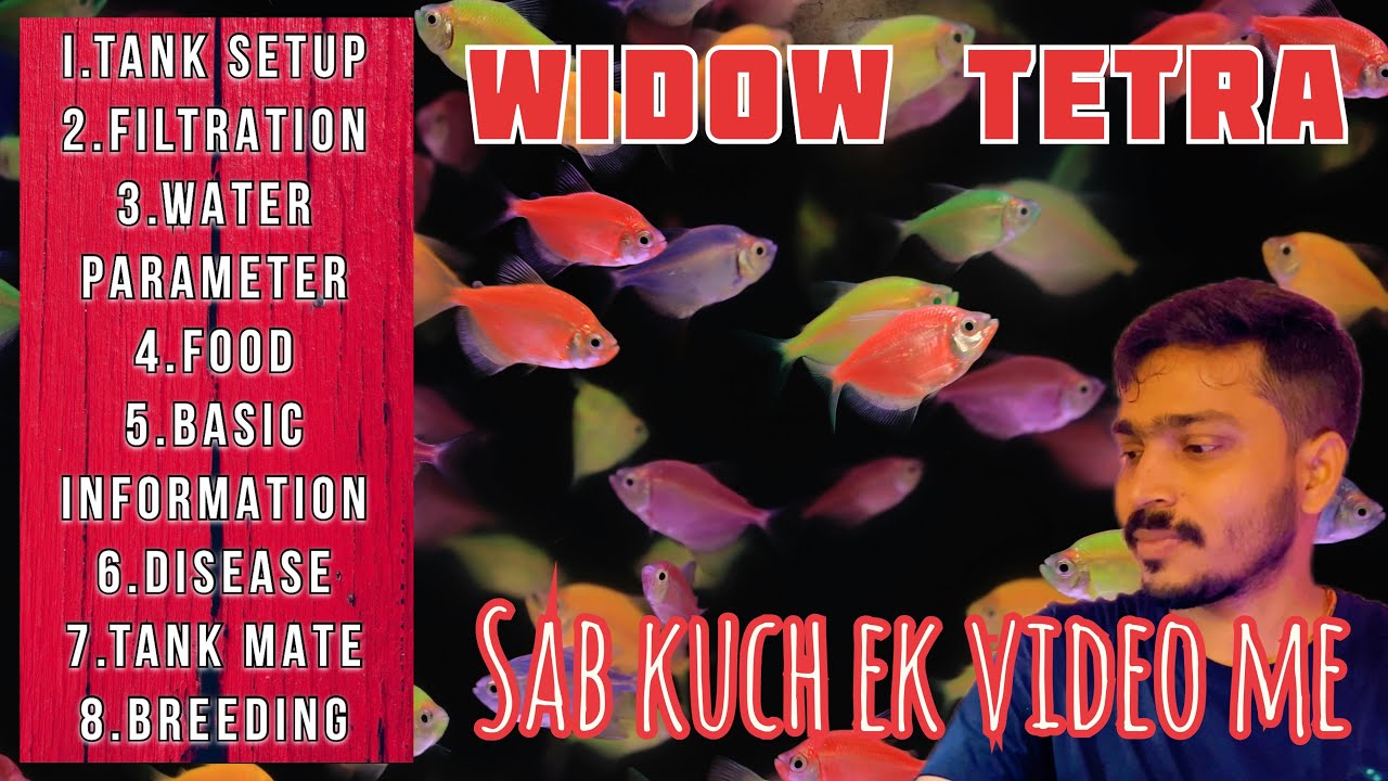 Colour Widow Tetra Fish Care || Full Guide Ek Video Me 👍👍