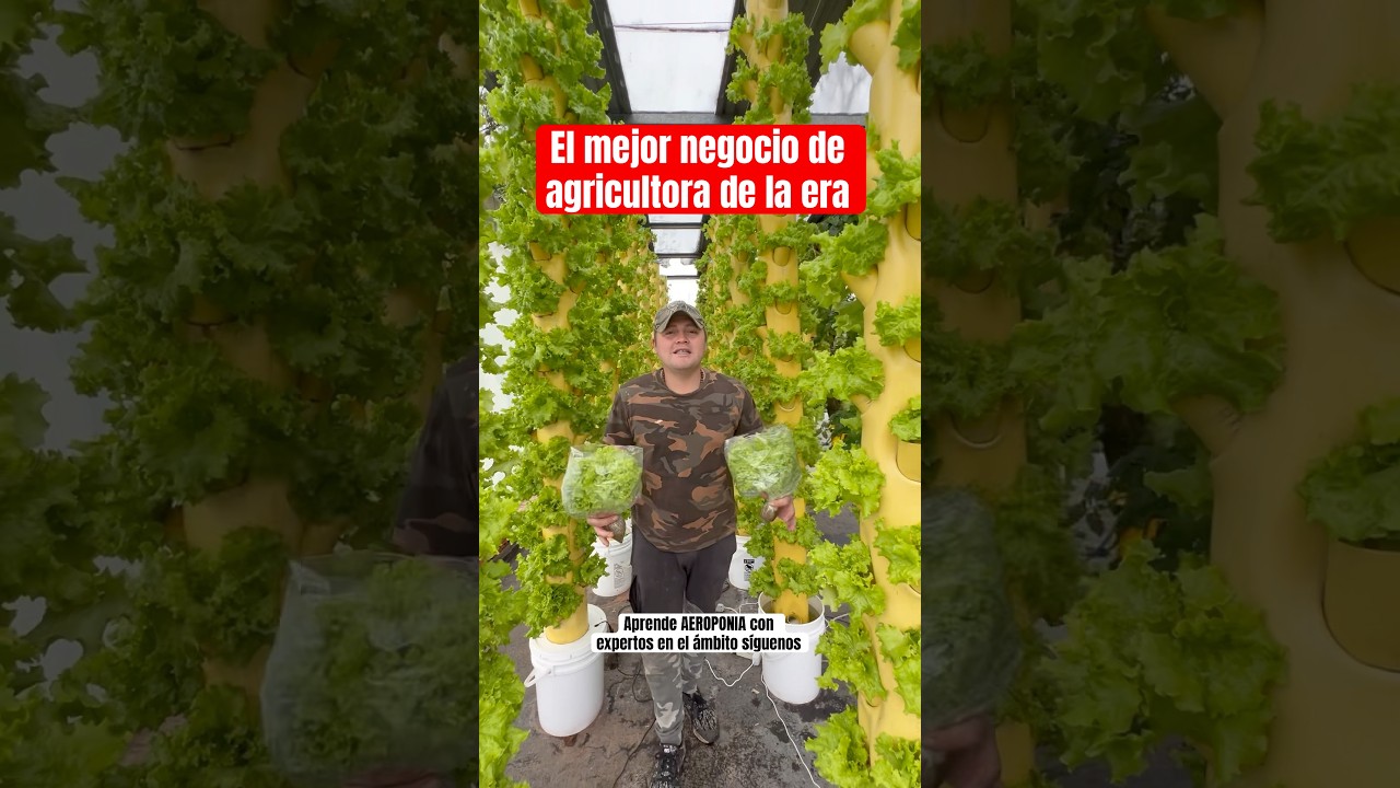 AEROPONIA el cultivo m&aacute;s rentable de la &eacute;poca #aeroponia #plantas #agriculturaregenerativa #jardin