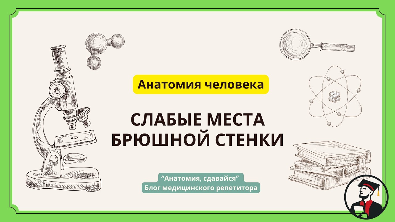Слабые места брюшной стенки и грыжи: определение, топография и клиника. #анатомия #топанатомия