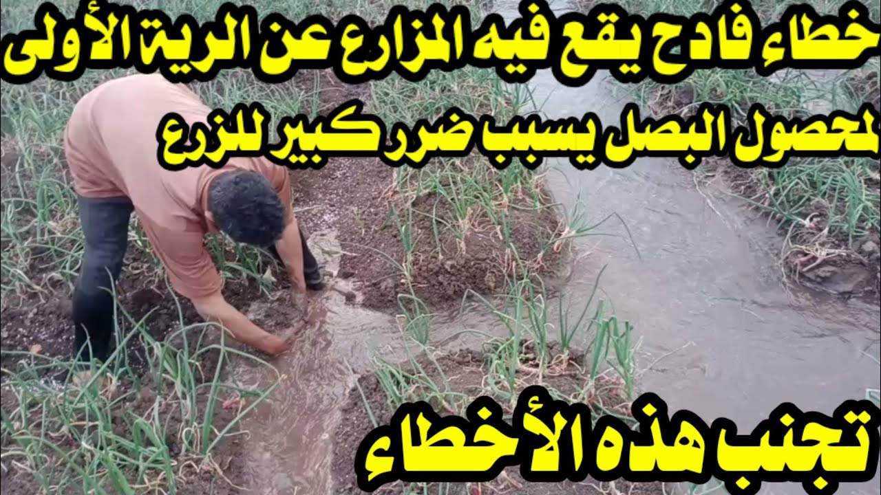 الطريقة الصحيحة للرية الأولى لمحصول البصل وتفادى أخطاء يقع فيها كثير من الفلاحين تسبب ضرر كبير
