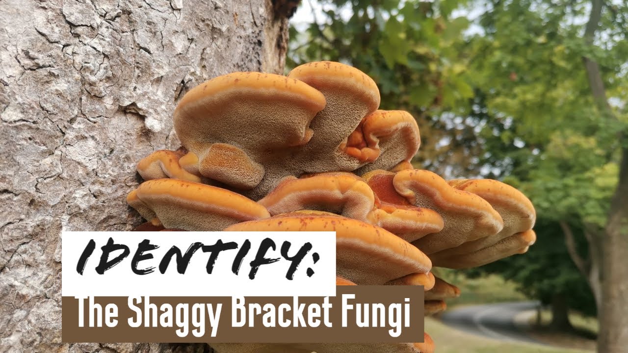 How To Identify The Shaggy Bracket Fungi - The Tree Killer