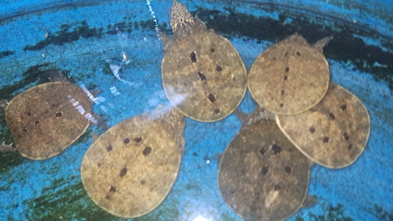 Cách cho cua Đ con ăn từ tép qua cá 