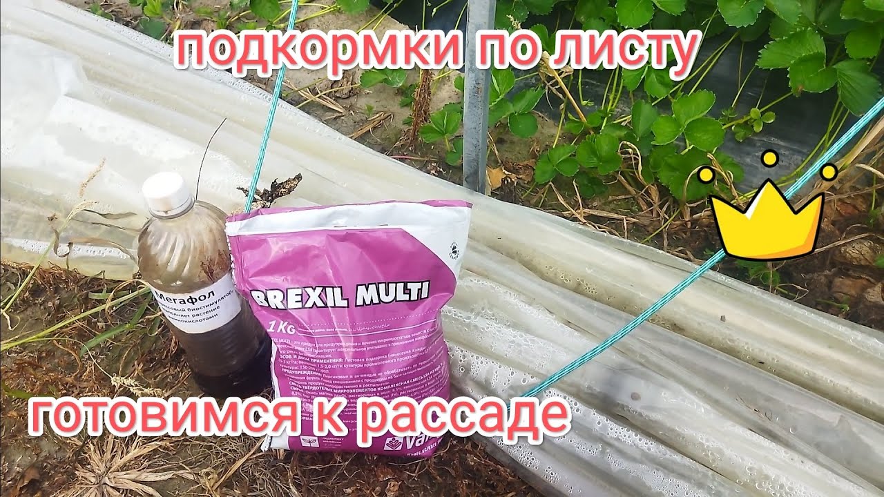 Брексил мульти по листу мегафол , готовимся к рассаде клубники