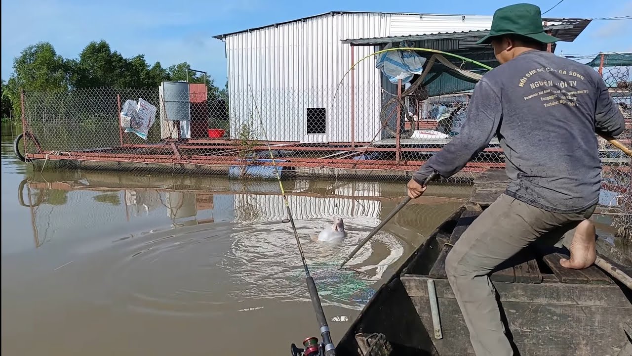 Run tay Câu Cá Tra Khủng Sông Tiền - Ngay Ổ Cá Tra, Cá Cóc mùa nước đổ T437