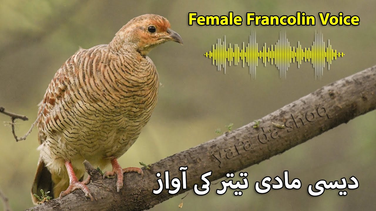 Desi Female Teetar ki Awaz | Grey Female Francolin Voice | Female Partridge Sound | Madi Teetar