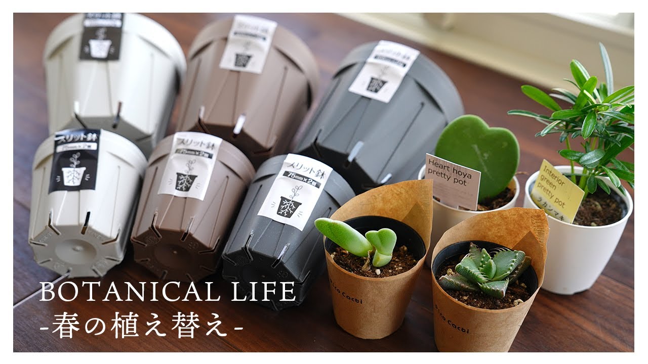 春が来た…。今年初の植え替え｜seriaの新色スリット鉢