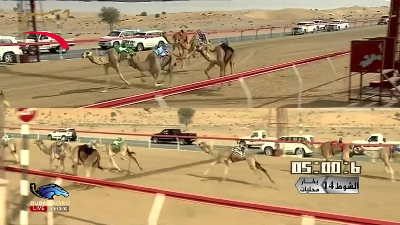 ختامي اللبسه- إيذاع للقبائل 6 ك- 17-2-2015 ص- ش14 هملولة لحارب هادف مغير الخيلي ت:9:44:3
