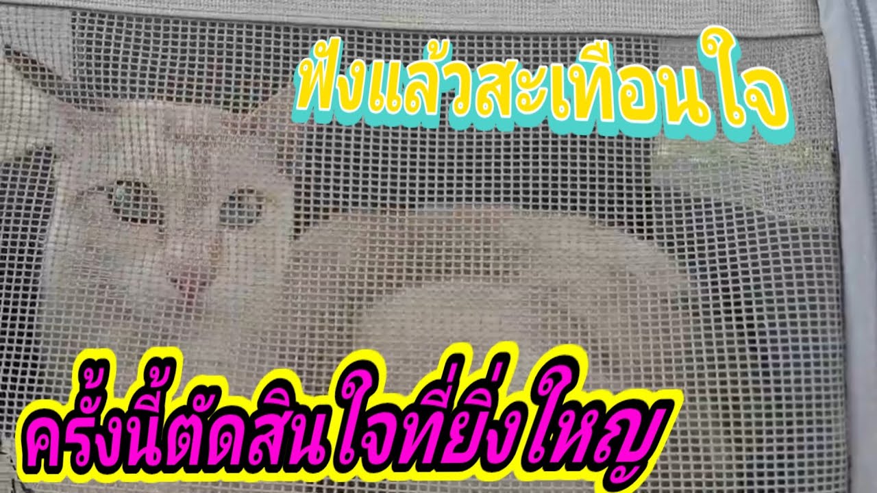 ฟังแล้วสะเทือนใจ ครั้งนี้เป็นการตัดสินใจที่ยิ่งใหญ่มาก ทำใจลำบาก26.ก.พ.69@cats_home 