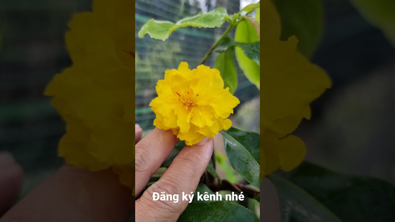 Ngắm hoa mai đẹp tại vườn