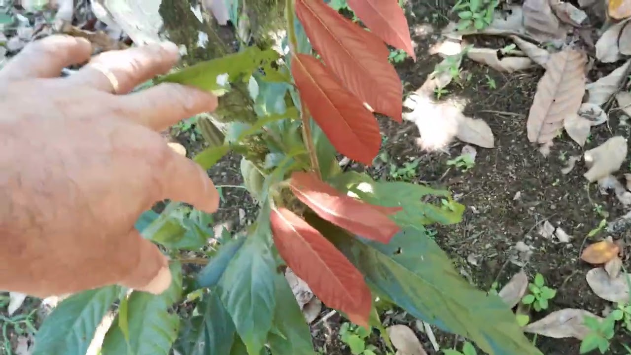 transforme seu casqueiro, em adubo. aplicando conect  no cacau...