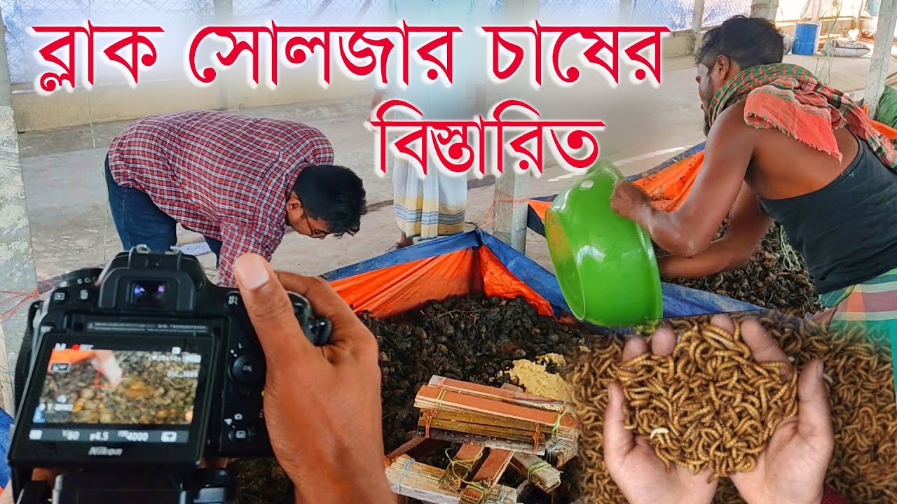 parret poka | আর নয় ফিড | খামারের খাবার খরচ কমান | নতুন টেকনোলজি | প্রোটিন পোকা