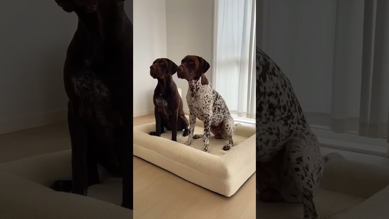 We are the OG Boucle' Dog Bed  