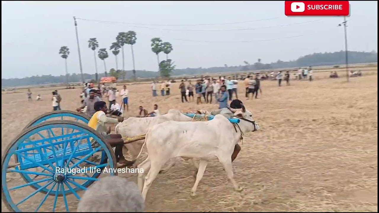 3rd prize winner 🏆 తుమకాపల్లి రమణ ఎడ్ల పరుగు M.సింగవరం గ్రామంలో #race #bull #festival #viral 