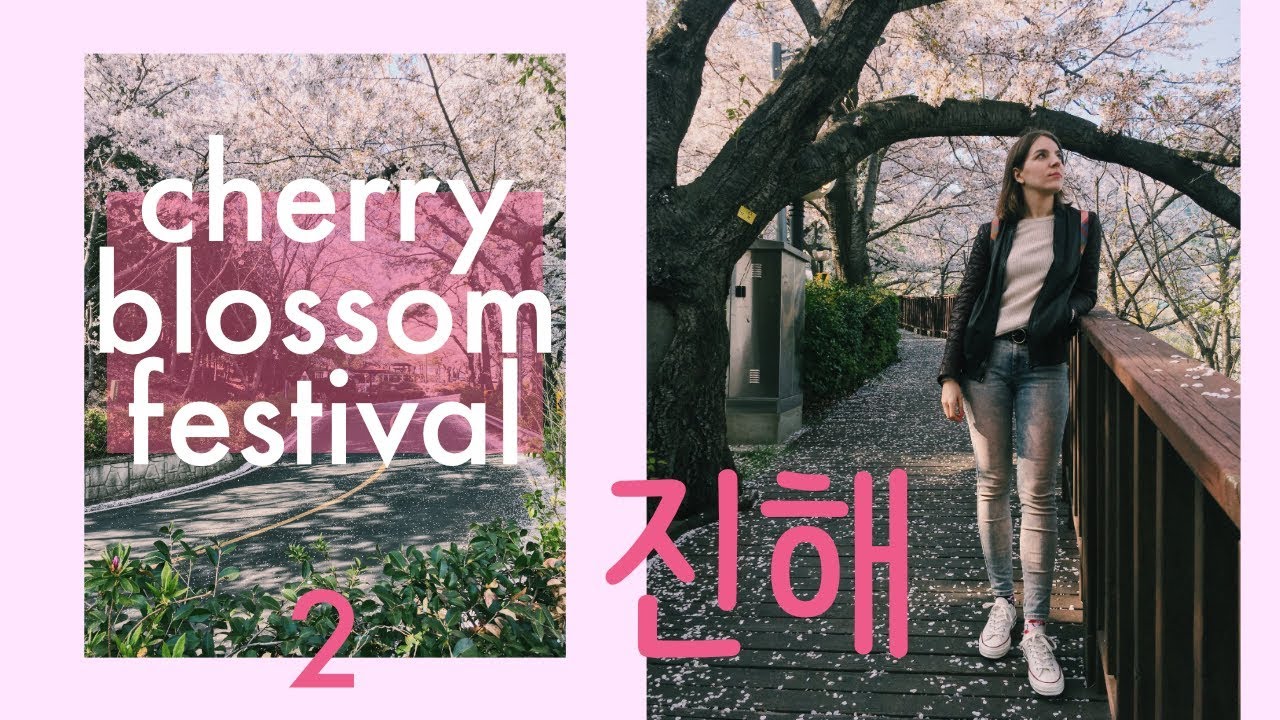 Cherry Blossom Extravaganza in Jinhae! 🌸 진해군항제 Korea Travel Vlog