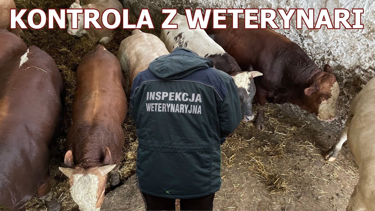 KONTROLA Z WETERYNARII - CZEGO MOŻEMY SIĘ SPODZIEWAĆ ?