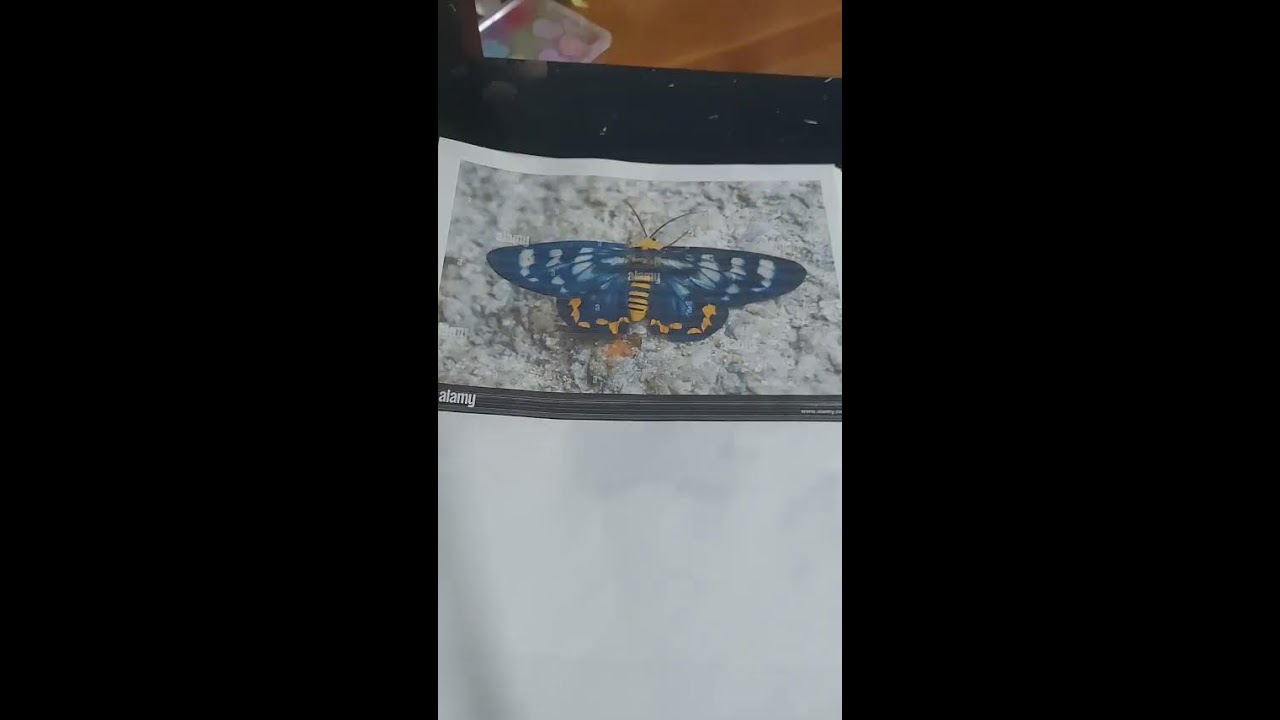 Drawing a moth :D