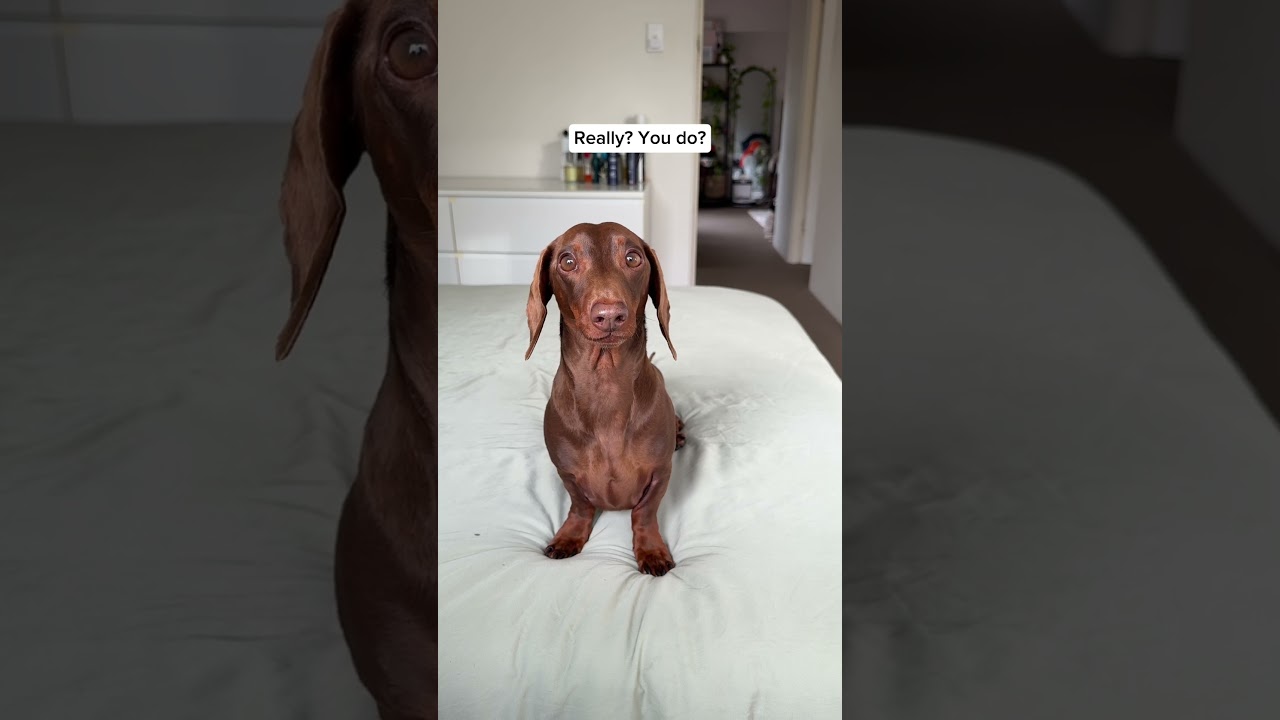 Do you like my new vegetable outfit? 🥕🥕🥕 #fitcheck #dogclothes #dachshund #sausagedog #carrot