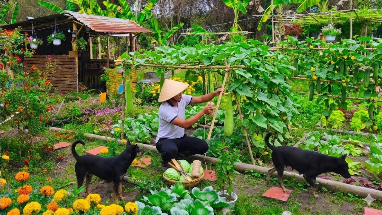 A Truly Bountiful Day | Harvesting Cabbage, Gourd & Cucumbers