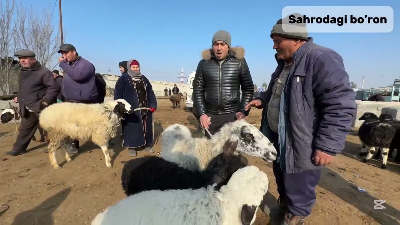 Qo’y-qo’zi narxlari yangilandi 🔥 Navoiy Karmana Gres mol bozori 01.02.2025