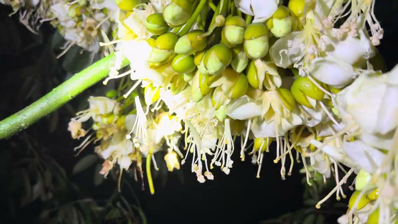 Kiểm tra khu vườn đang xổ nhuỵ bị mưa cách đây hơn 4 giờ 