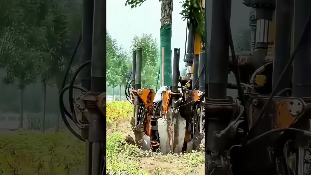 Large Machinery Moves Big Trees, Efficiency is Amazing!