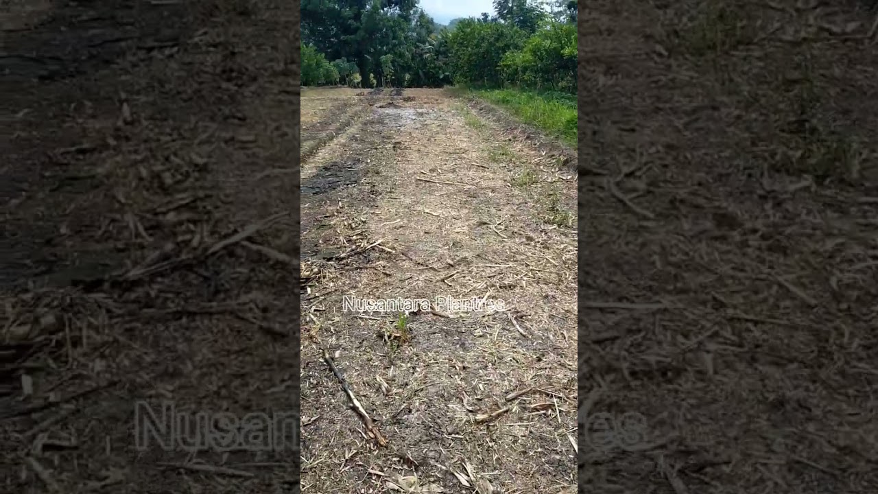 Memaksimalkan lahan untuk tanam jagung (lahan 2)