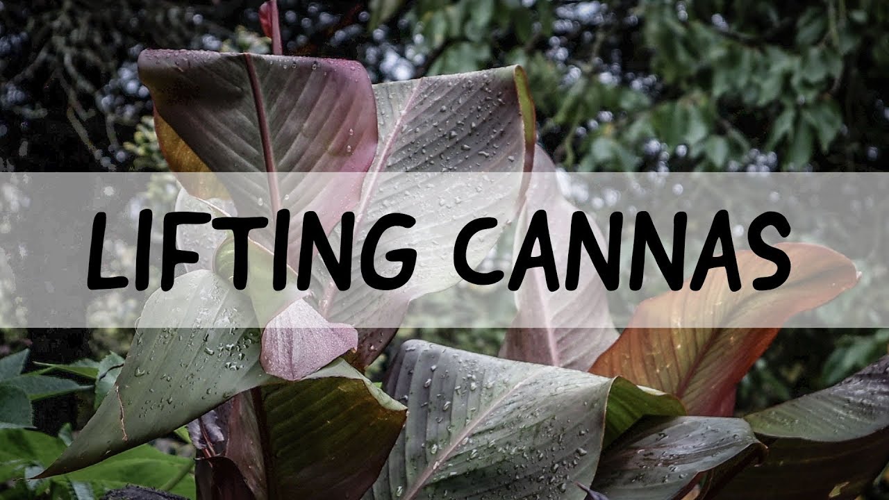 Lifting and storing Cannas