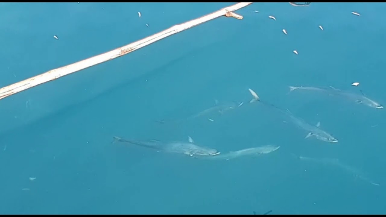 Labuh ikan teri dilaut aceh hasilnya lumayan banyak