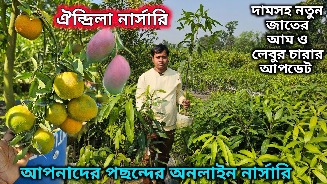 নতুন জাতের আম ও লেবুর বিশ্বস্ত অনলাইন নার্সারি ঐন্দ্রিলা নার্সারি ।