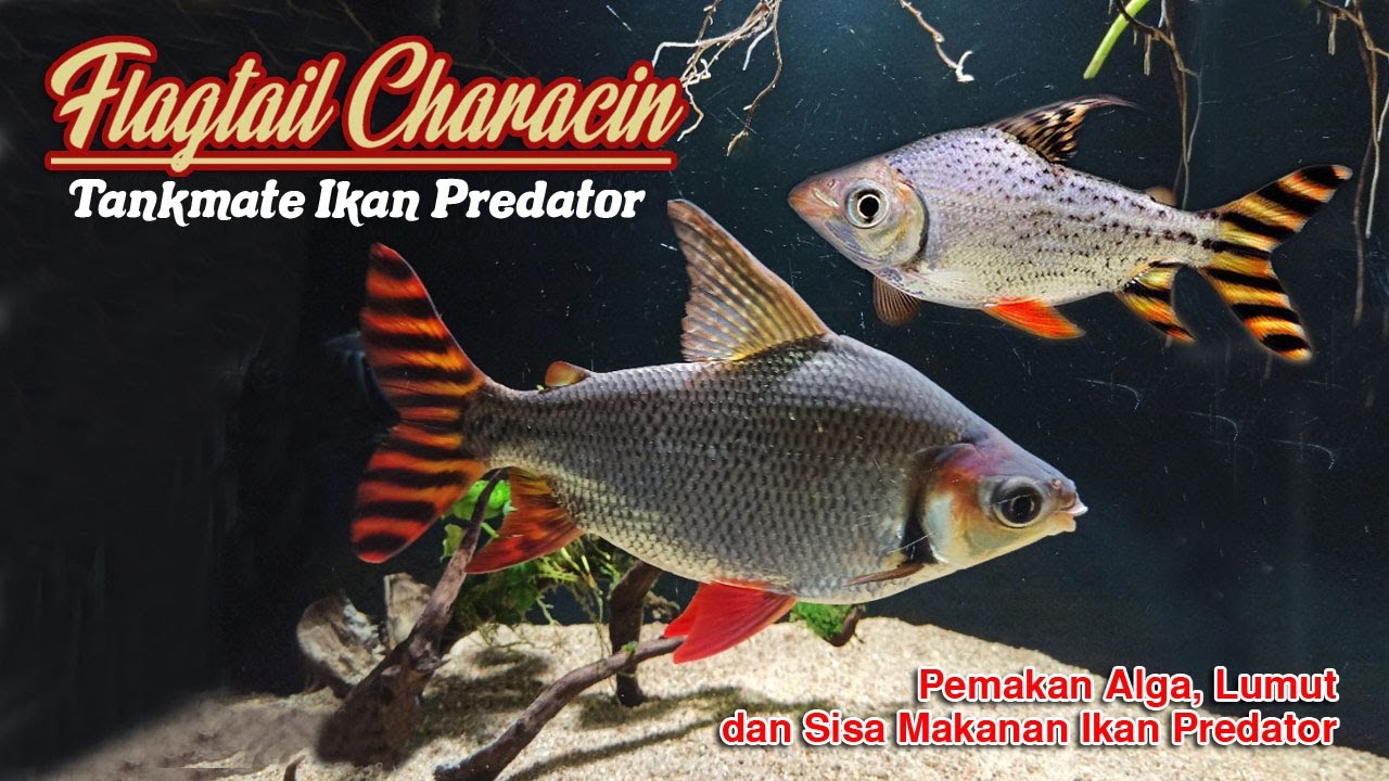 Flagtail/Feifeng,Tankmate Ikan Predator yang Suka Bersih-Bersih Aquarium