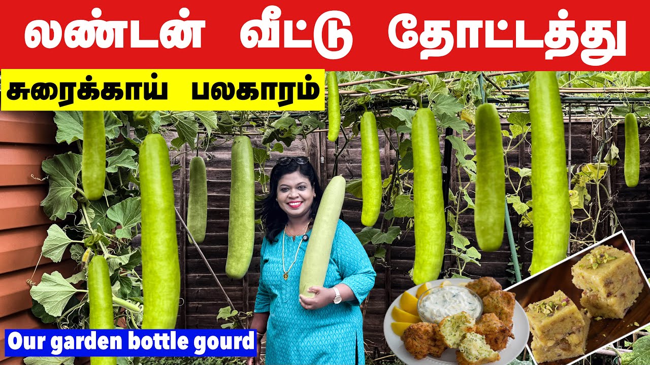லண்டனில் எங்க தோட்டத்தில் காய்த்து கொட்டிய சுரைக்காயில் பர்பி&போண்டா/bottle gourd burpee/winter tips