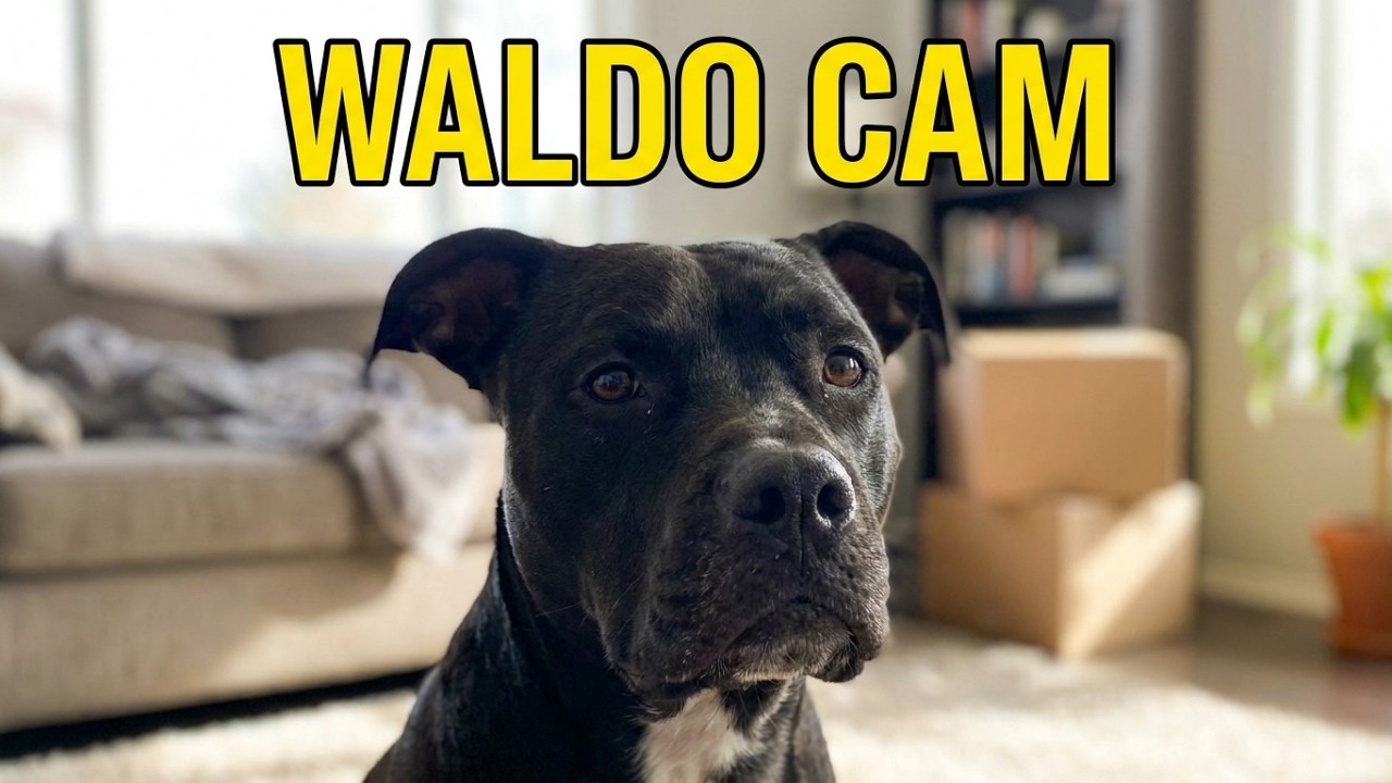 Waldo Dog On Waldo Cam