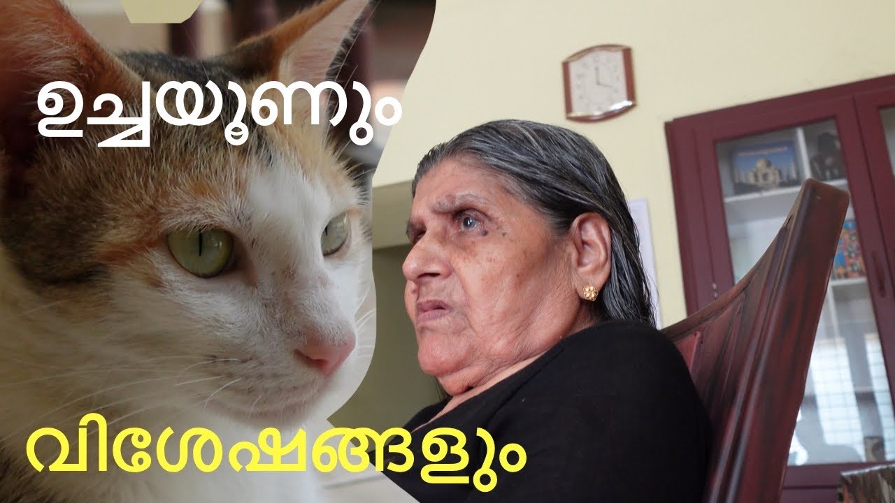 ഇന്നത്തെ ഉച്ചയൂണും കുറച്ച് വിശേഷങ്ങളും/ മീൻ കറിയും വറുത്തതും/ our lunch with fish curry and fry