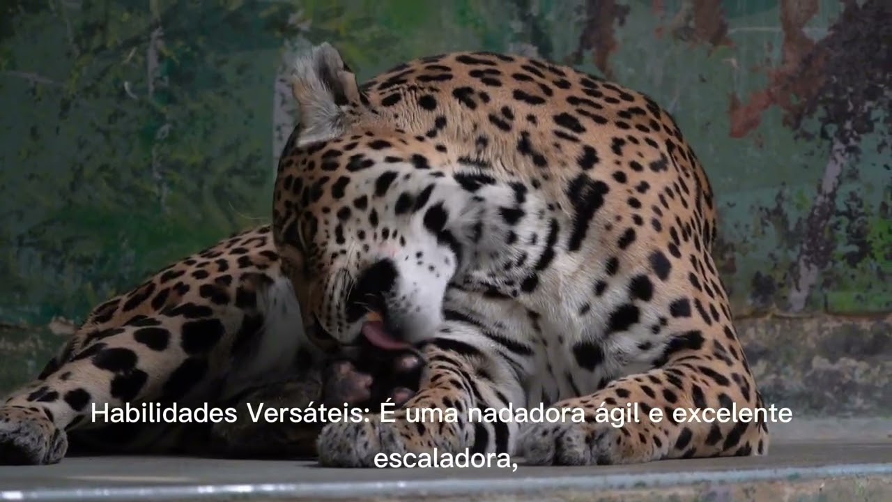 A ONÇA-PINTADA 
