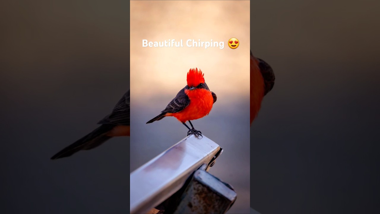 I love the sound of #Vermilion #flycatchers 😍. #birds #wildlifephotography #outdoors #nature