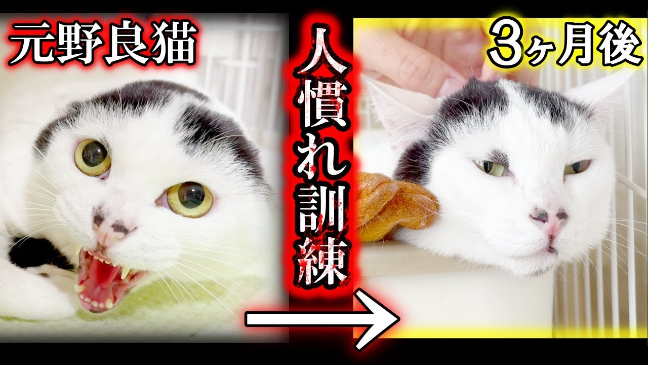 近付くこともできない警戒心が強すぎる元野良猫に人慣れ訓練を行った結果…