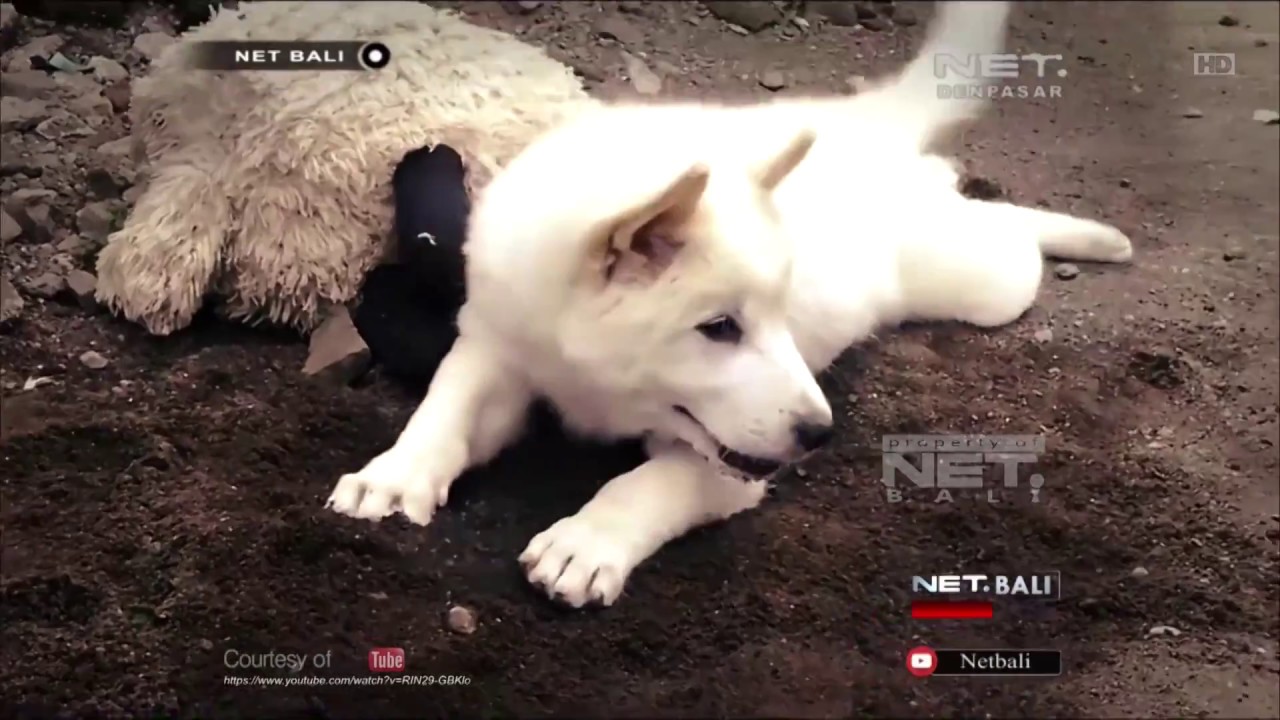 BALI STORY | KENAPA DI BALI BANYAK ANJING ? | NET. BALI