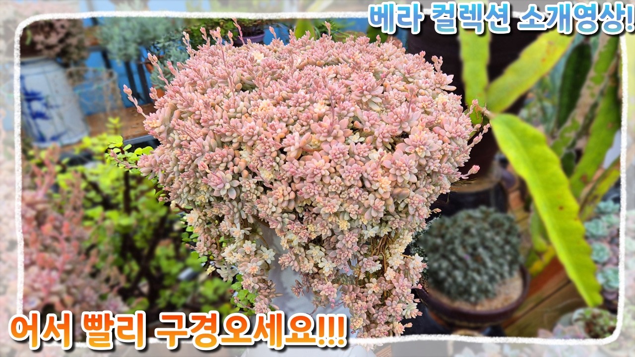 보고만 있어도 행복해지는 베라하긴스 컬렉션!