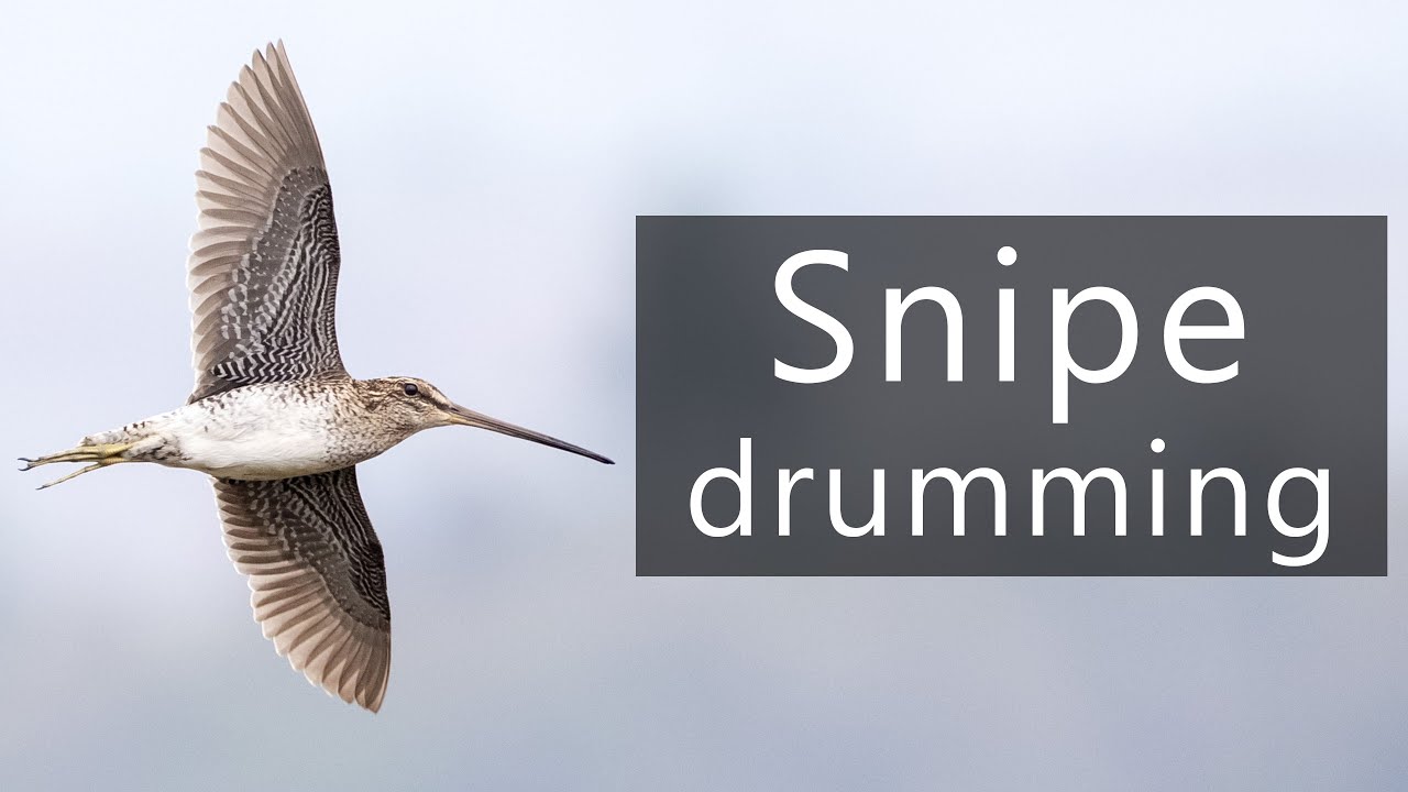 Snipe drumming sounds