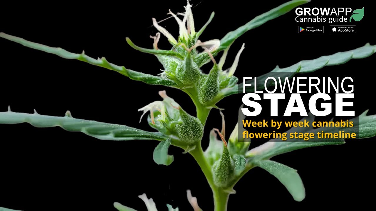 Flowering Stage | Week by week flowering stage timeline