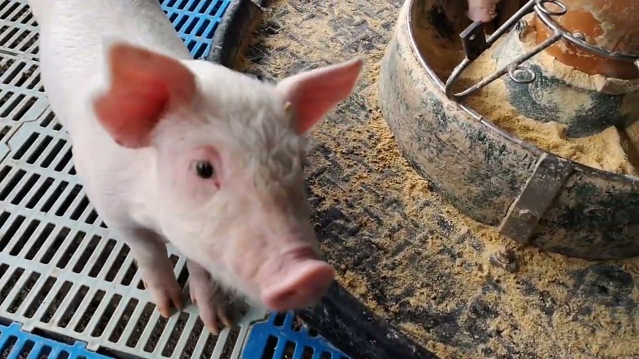 Creche, novas instruções!💚🐖