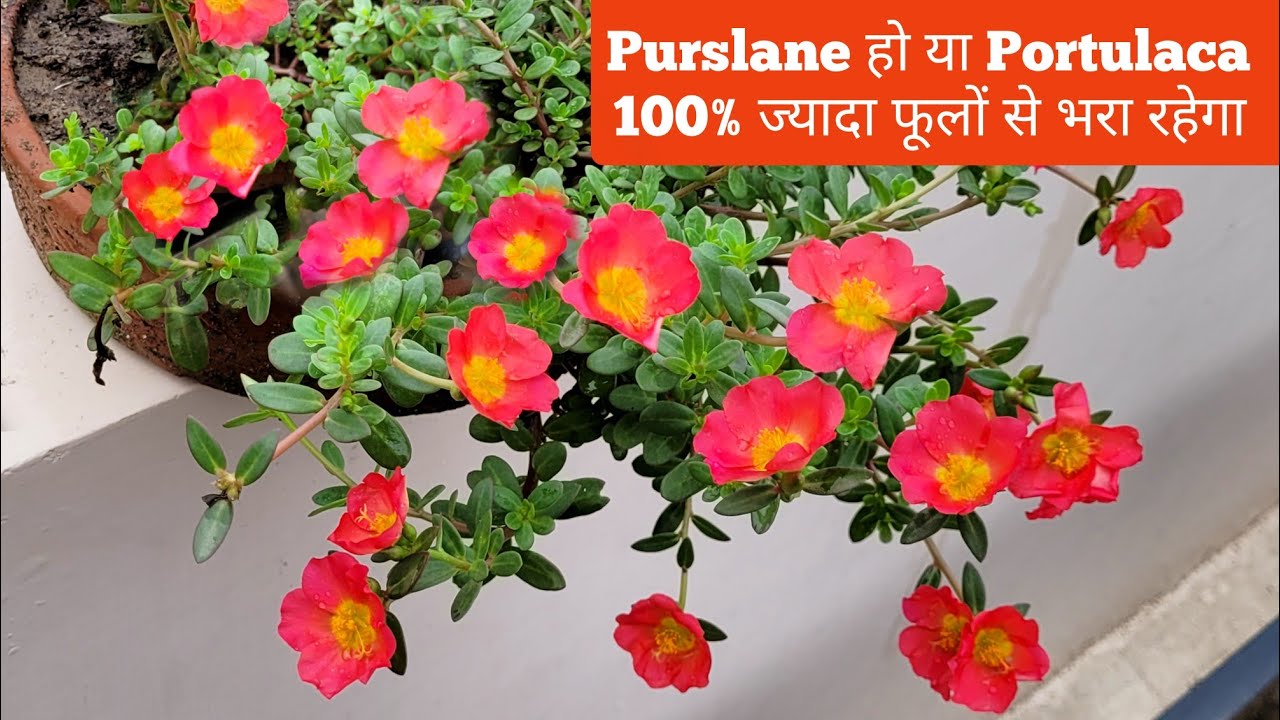 Purslane हो या Portulaca इस एक Nursery Fertilizer से तुरंत 100% ज्यादा फूलों से भर जाएगा