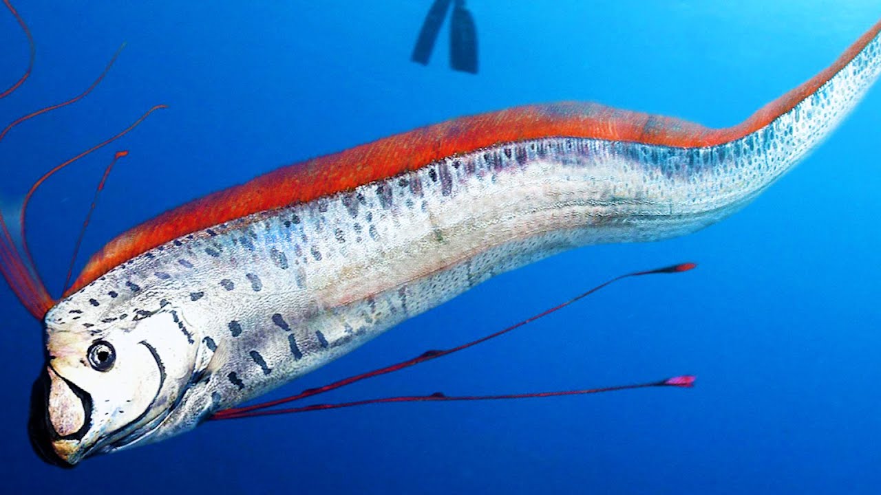 世界の不思議な深海魚トップ10