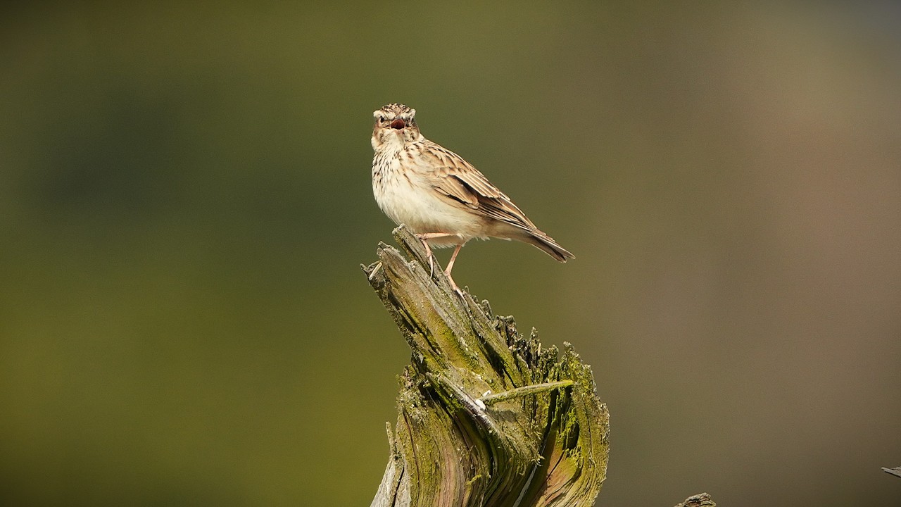SKŘIVAN LESNÍ (Lullula arborea) - HLAS